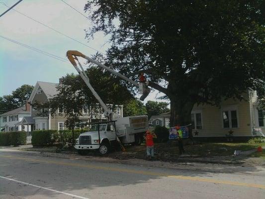 Tree pruning - removing a large branch from street and electical wires