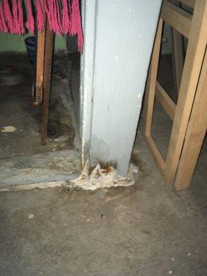 Mold growing in the basement