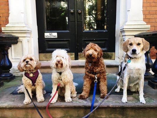 Brooklyn Tails & Trails Dog Walkers