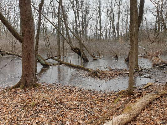 Flooded forest, then frozen