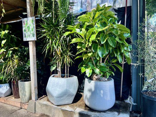 You can buy just plants ,or plants already in planters, or we, City Home & Garden can plant your chosen plant in the planter you select.