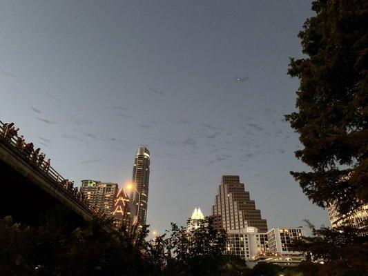 The bat flight experience for me was a little bit of a letdown. In this photo, the bats were barely visible.