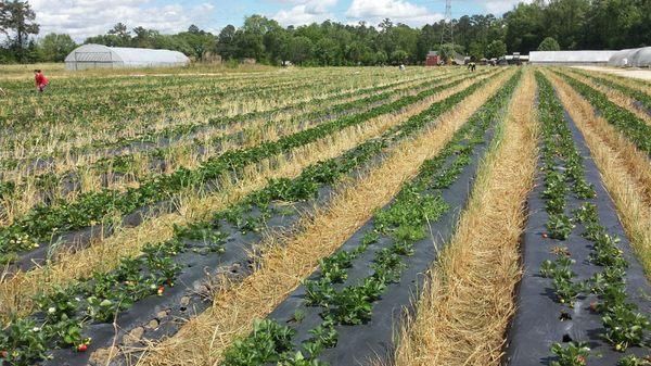 Rows of strawberry plants.