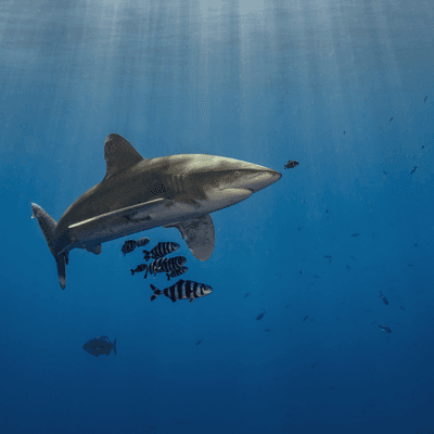 shark dive with oceanic whitetip sharks