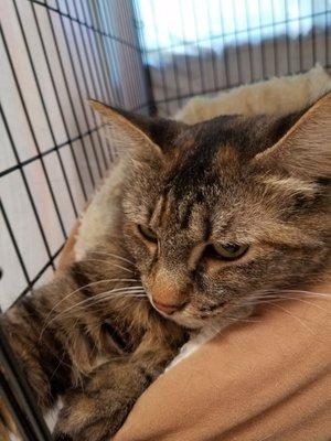 Tabitha is one of the sweet cats up for adoption.