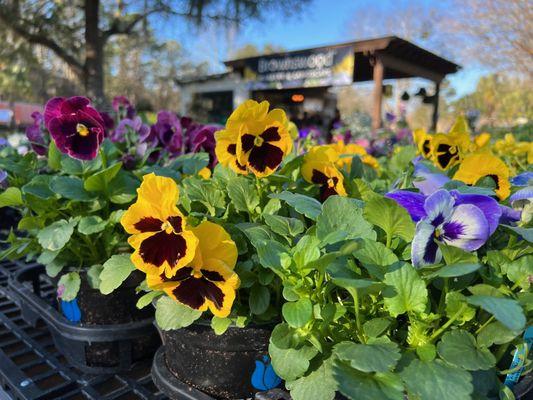 Colorful cool-season annuals