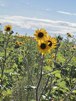 Sunflower field in the back