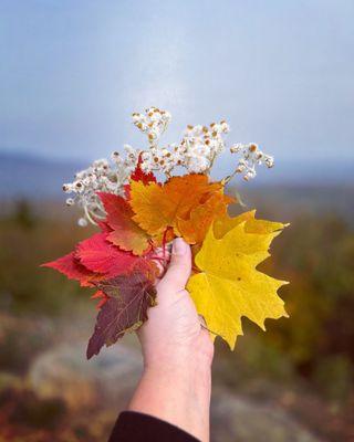 The progression of fall colors I found along the little trail here! Glorious place! Happy fall y'all!