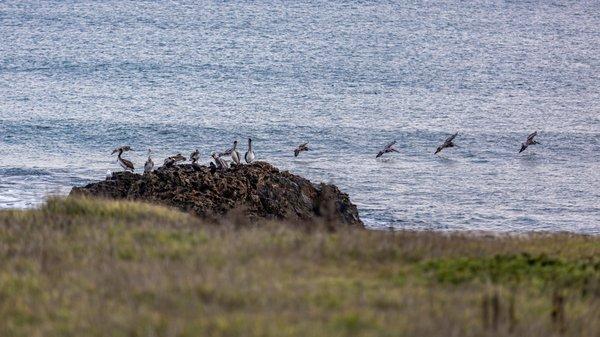 Año Nuevo State Park