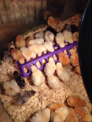 Baby chicks