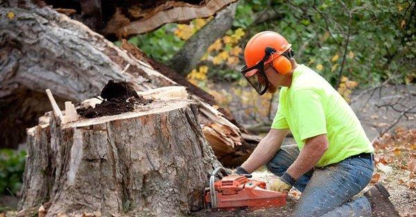 Tree Removal Services