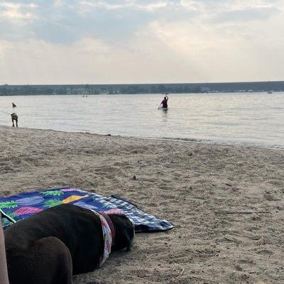 Happy dog - calm and napping on the "beach"