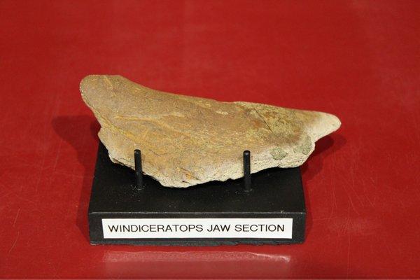 Windiceratops Jaw Section