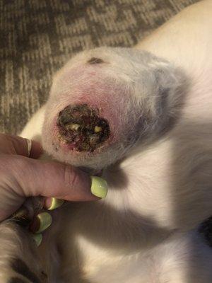 This is what they have done to my dog .. this was a "biopsy" that they never took care of on a tumor they called a "hygroma"