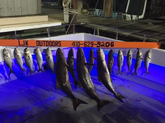 Cobia and Bluefish