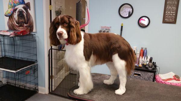 Sadie, Springer Spaniel