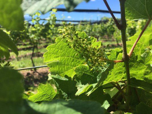 Grapes in June