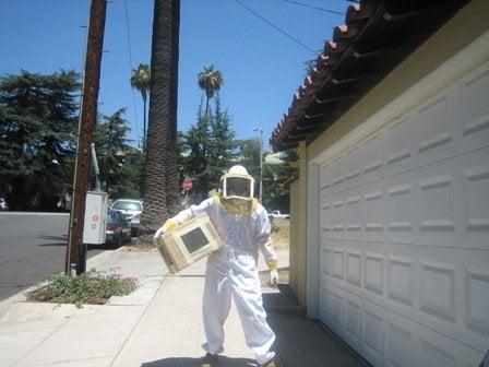 bee, wasp and honey removal in Los Angeles