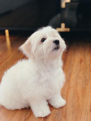 Profile of a sweet smelling and pretty puppy post grooming