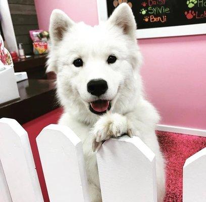 Khaleesi looking extra happy in Woof Gang Bakery and Grooming.