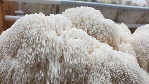 lion's Mane Mushroom