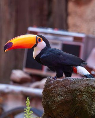 Toco Toucan