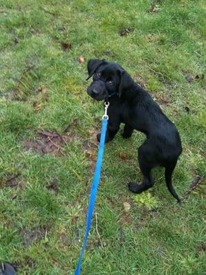 Kirby has been enjoying his Djogs in his Ballard neighborhood since he was just a wee pup!