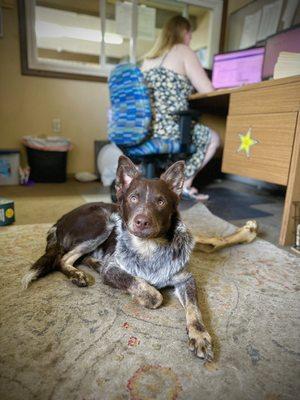 Lakewood towing lot dog  Austin James the sweetest pup around!