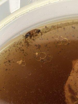 Cockroach in pho broth