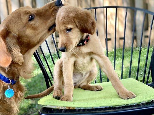 Animal Emergency & Referral Center of Minnesota