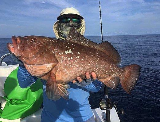 Good start to the morning with a nice red grouper