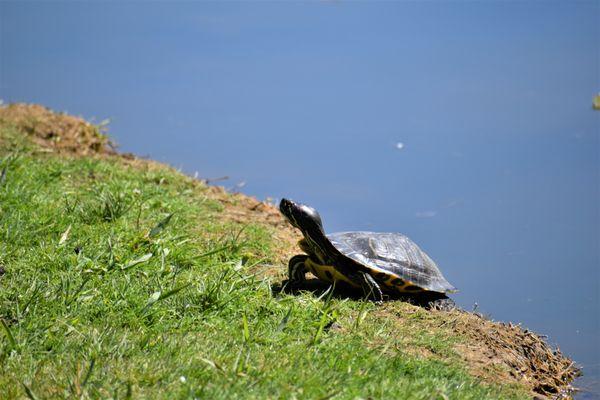 Terry the Turtle is sunning himself peacefully.