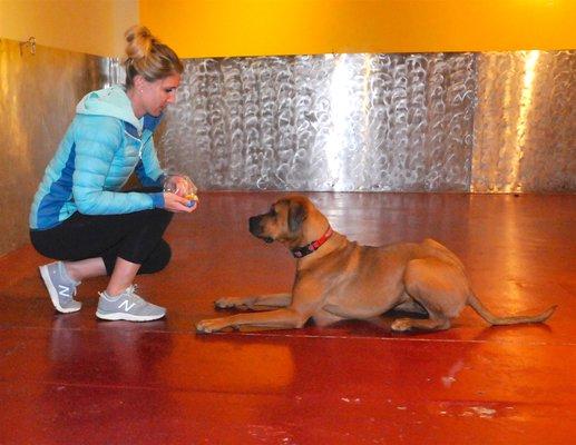 Working with a veterinarian on basic obedience commands.