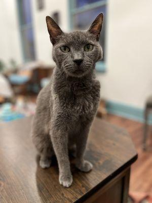 Adoption prospect @ Mount Purrnon