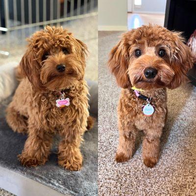 My pup before and after her grooming at Companions