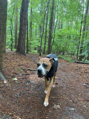 A rainy trail walk with Oscar