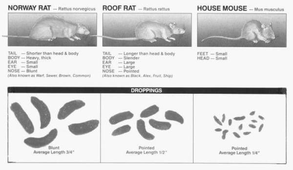 Rodent Chart