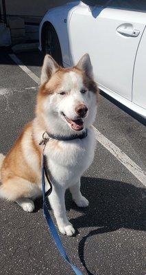 My Husky fresh from the bath they provide!!! Always serviced with a smile.