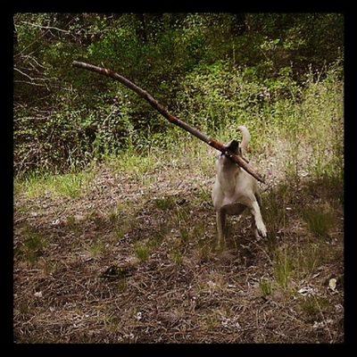 Zoey loved sticks, the bigger the better!