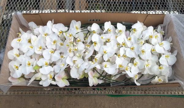 Taida Orchids