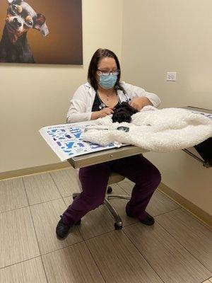 Our new puppy getting her first check up with Dr McNamara from VCA Bolingbrook Animal Hospital.