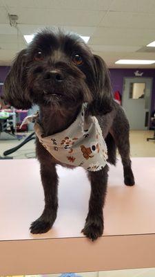 After grooming, with his short teddy bear cut