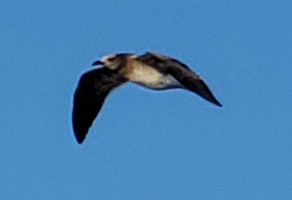 Hungry seagull chasing us for food.