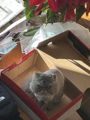 Tabitha with her Christmas trim !