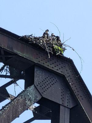 Eagle nests in the train bridges