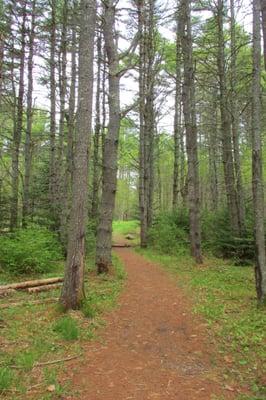 Lots of cool pine trees