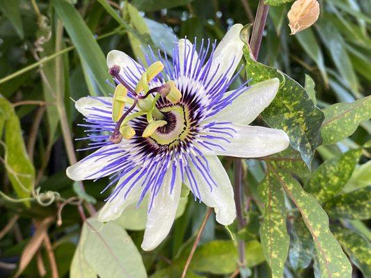 Magical Outdoor Plants