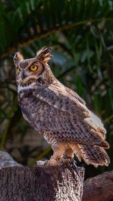 Great horned owl