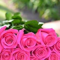 gorgeous  pink roses