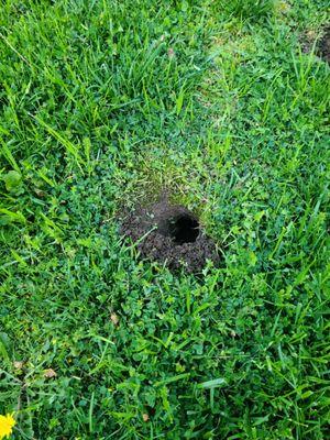 Gopher hole in lawn